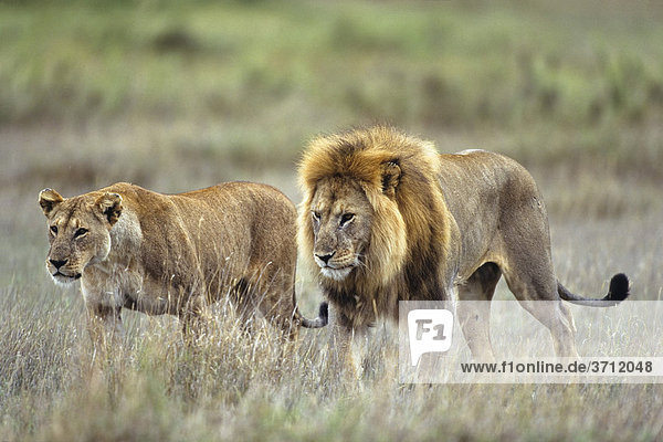 Afrikanische Löwen (Panthera leo) Männchen und Weibchen Paar Serengeti Tansania Ostafrika Afrika