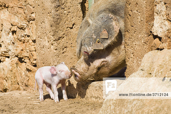 Hausschwein (Sus scrofa domesticus) mit Ferkel  Mutter mit Jungen  Mallorca  Balearen  Spanien  Europa