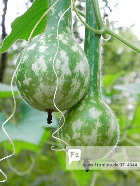 Dipper gourds  Lagenaria siceraria  growing on the vine