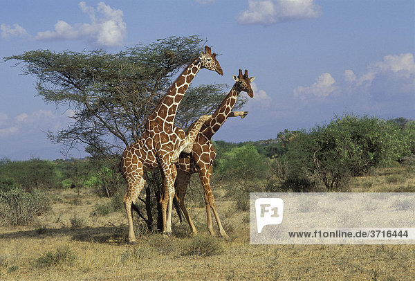 Kämpfende Netzgiraffen Giraffa camelopardalis reticulata Samburu Nationalreservat Kenia