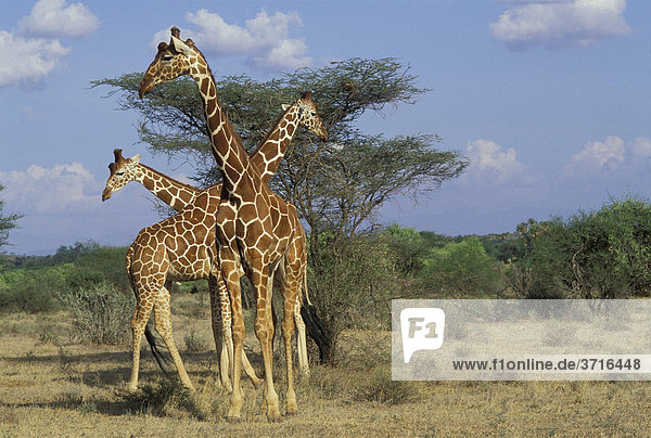 Drei Netzgiraffen Giraffa camelopardalis Samburu Nationalreservat Kenia