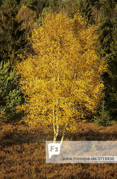 Herbstlich gefärbtes Laub einer Birke leuchtet im Sonnenlicht