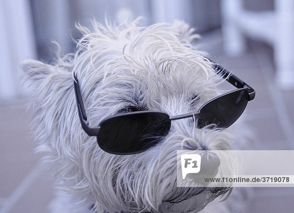 West Highland White Terrier mit Sonnenbrille