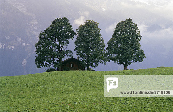 Haus unter großen Bäumen in Grindelwald  Schweiz