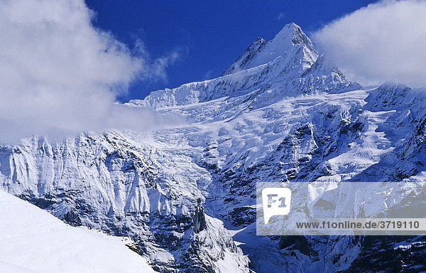 Schreckhorn und oberer Grindelwaldgletscher bei Grindelwald  Schweiz