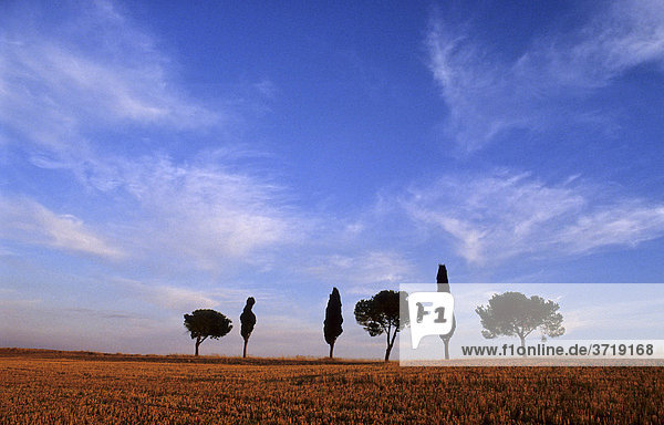 Solitary group of trees at a harvested grain field near Montalcino Tuscany Italy