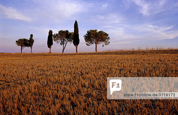 Einsame Baumgruppe hinter einem abgeernteten Getreidefeld nahe Montalcino in der Toskana Italien