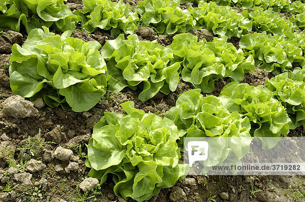 Grüne Salatköpfe wachsen auf einem Acker