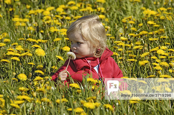 Kleines Mädchen mit einer Pustblume sitzt ein einer Wiese