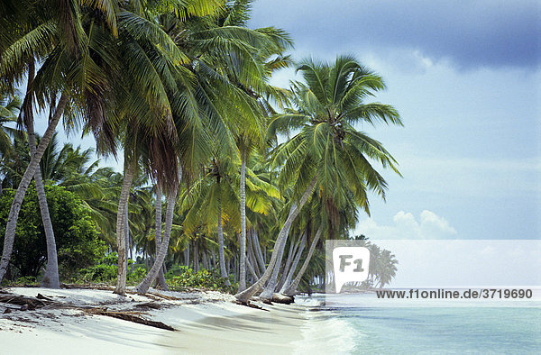 Palm beach in the Caribbean  Dominican Republic