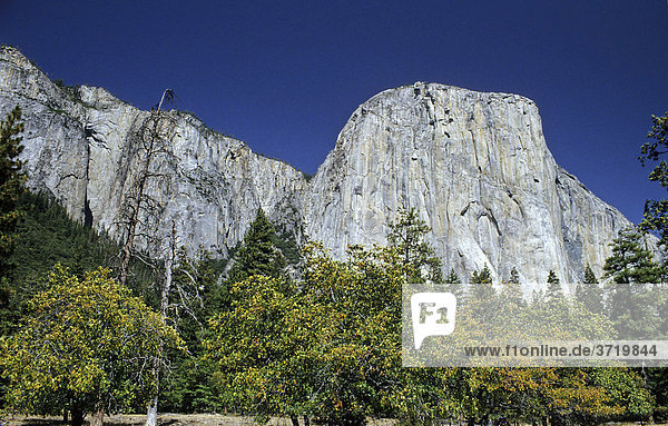 El Capitan from banks of Merced River  Yosemite Valley  California  USA