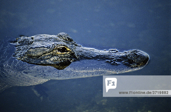 Portrait eines Alligators im Wasser  Florida  USA