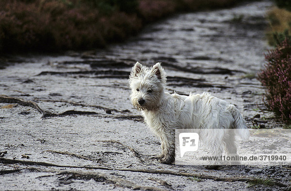Kleiner weisser Hund auf einem Waldweg  West Highland White Terrier