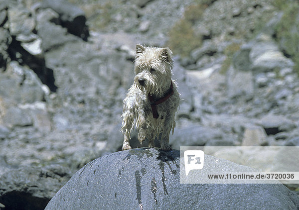 West Highland White Terrier steht nass vom Baden auf einem Felsen