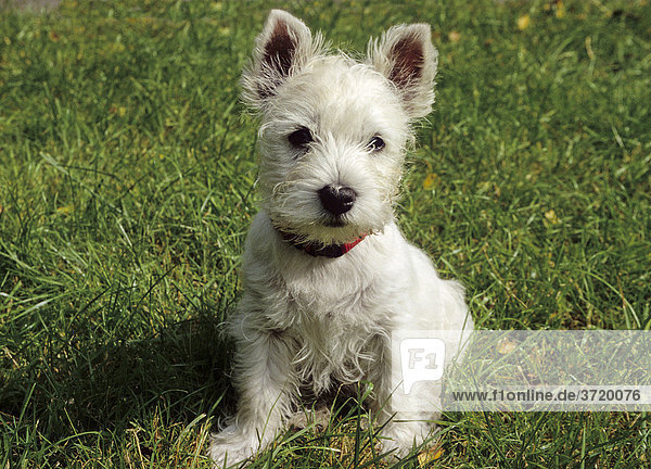 Junger West Highland White Terrier