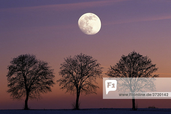Mond und 3 Bergahorn Silhouetten in der Abenddämmerung