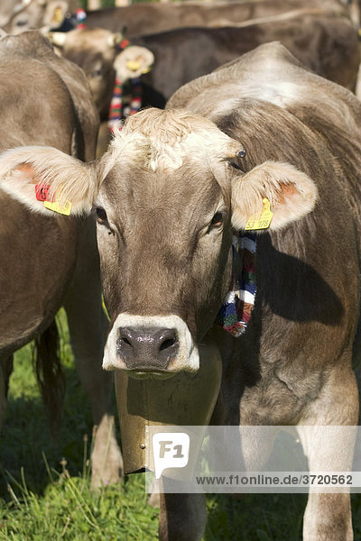 Junge Kuh mit Glocke - Viehscheid in Oberstaufen Allgäu