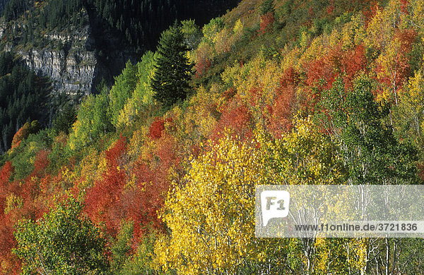 USA Utah Wasatch Range Aspen Grove Sundance Alpine Loop - Espen im Herbst indian summer
