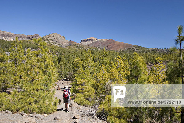 Hiking trail pine forest near Vilaflor Tenerife Canary Islands Spain
