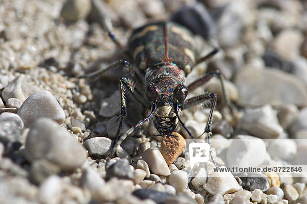 Tiger beetle - Cicindela silvicola - Bavaria