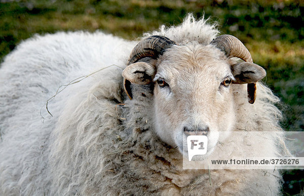 Sheep  South Palatinate  Rhineland-Palatinate  Germany