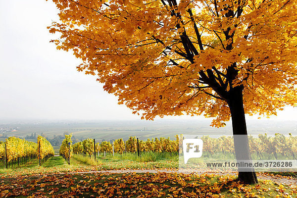Vineyard with tree in autumn on the Suedliche Weinstrasse  Southern Wine route  South Palatine  Rhineland-Palatine  Germany