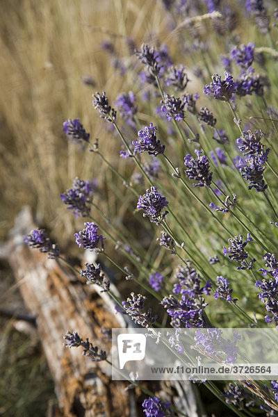 Lavendel (Lavandula) in Sault  Vaucluse  Provence  Frankreich  Europa