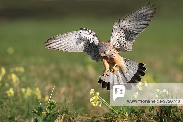 Turmfalkenmännchen (Falco tinnunculus) stößt auf Beute herab