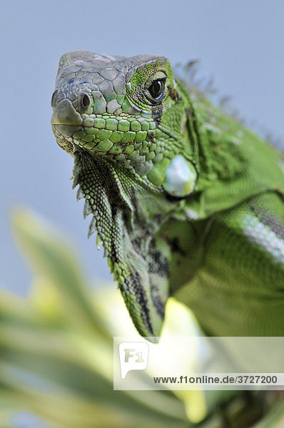 Grüner Iguana (Iguana iguana)