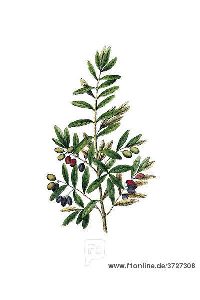 Olive  historische Illustration