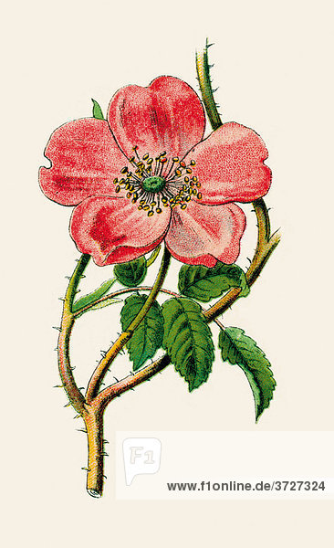 Alpine Rose  historische Illustration aus: Palitzsch: Pflanzenbuch  1910  S. 53
