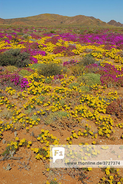Blütenpracht nach starkem Regenfall in der Sukkulenten Karoo  Namaqualand  bei Aus  Namibia  Afrika