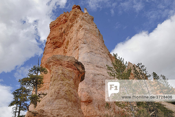 Limestone rock needles  Hoodoos  Bryce Canyon National Park  Utah  USA