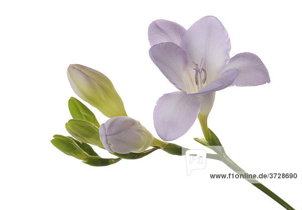 Freesien (Freesia) mit Knospen  violett