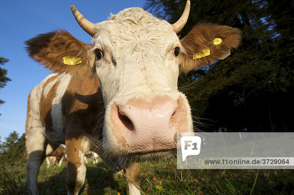 Dairy cow on a pasture in Upper Bavaria  Bavaria  Germany  Europe