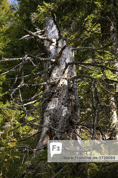Totholz  abgestorbene Fichte (Picea) am Feldberg im Schwarzwald  Deutschland  Europa