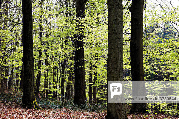 Buchenwald (Fagus) mit frisch ausgetriebenen Blättern