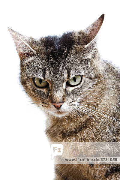 Katze  Portrait