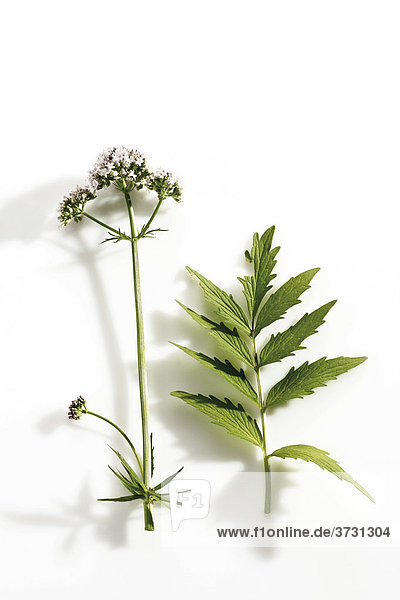 Blühender Baldrian (Valeriana officinalis) und Baldrianblätter