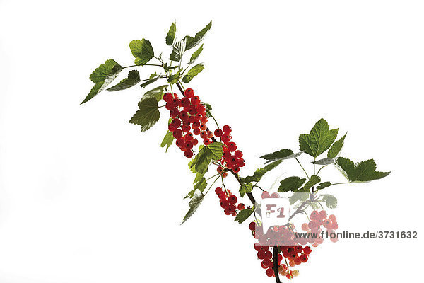 Red Currants on a branch