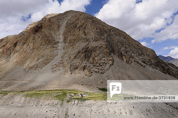 Oase am Nebenfluss des Shyok in der Nähe des Kardung-Pass im Nubratal  Gerstenanbau auf ca. 4000 müNN  Ladakh  Jammu und Kashmir  Nordindien  Indien  Asien