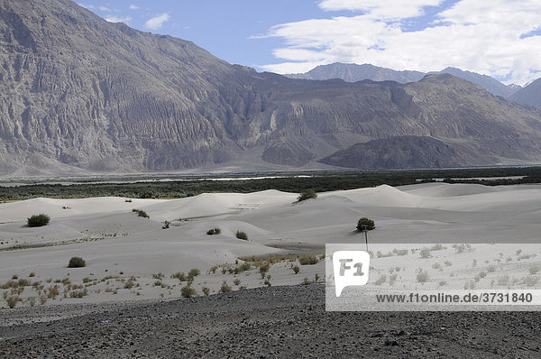 Flussdünenlandschaft im Hochgebirge im Shyoktal bei der Oase Hundar  Nubratal  Ladakh  Jammu und Kashmir  Nordindien  Indien  Asien
