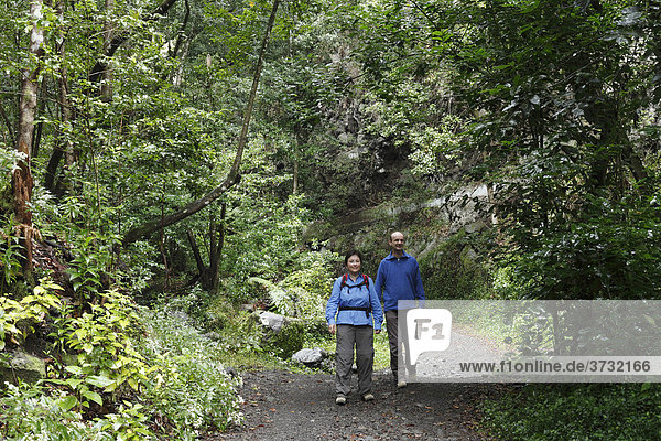 Couple walking on a path through the woods  Cubo de la Galga  El Canal y Los Tilos Biosphere Reserve  La Palma  Canary Islands  Spain
