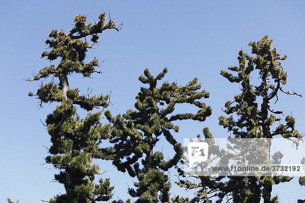 Krüppelwüchsige Kiefern  Kanaren-Kiefer (Pinus canariensis)  Pinar de Garafia  La Palma  Kanarische Inseln  Kanaren  Spanien