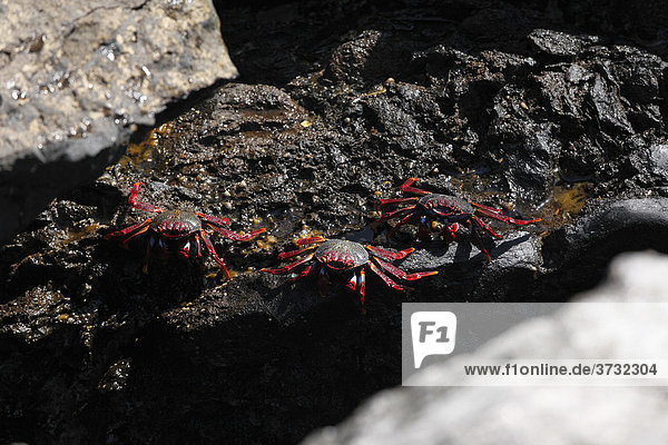 Rote Krabben  Felsenkrabbe  La Palma  Kanaren  Kanarische Inseln  Spanien