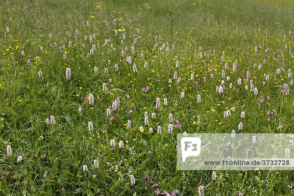 Blumenwiese mit Wiesen-Knöterich  Wiesenknöterich  Schlangenknöterich (Polygonum bistorta)