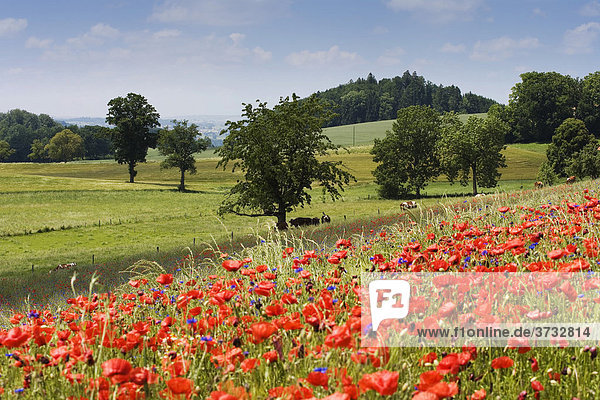 Corn Poppy  Field Poppy  Flanders Poppy or Red Poppy (Papaver rhoeas)  Fribourg  Switzerland  Europe