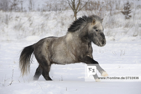 Im Schnee galoppierendes Shetland Pony