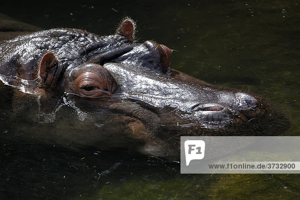 Flusspferd oder Nilpferd (Hippopotamus amphibius)  Portrait