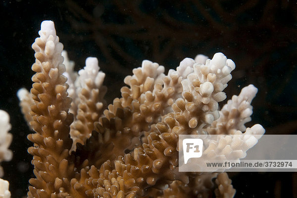 Stone Coral (Acropora sp.)  close-up